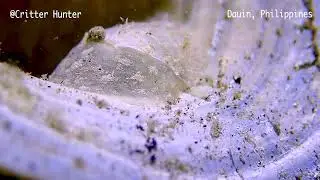 Phyllaplysia lafonti | Project Nudibranch