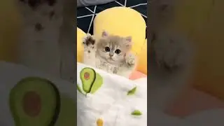 ути какой милашка 😍 #милота #cat #котики #funny #коты #cute #котята #catlover #pets