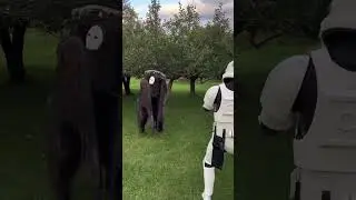 May the 4th be with you 