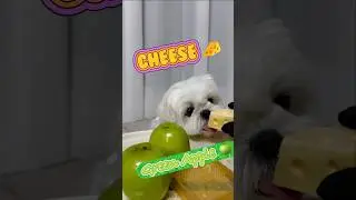 분홍이 치즈🧀 & 청사과🍏 #먹방 Bunhong Cheese🧀 & GreenApple🍏 #mukbang  #asmr #shorts
