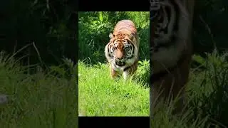 Tiger 253