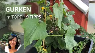 Gurken im Topf/Balkon Hochbeet anbauen - die wichtigsten Tipps von der Aussaat bis zur Ernte