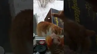 Сфинксы и Рыжик , лысые кошки vs мохнатая кошка