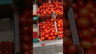 Цена на помидоры в России 