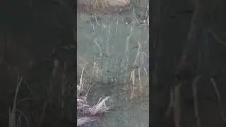нерест кеты .с вас 👍и подписочка на канал .