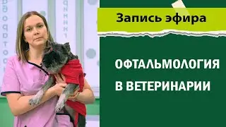 Когда необходимо обращаться к врачу ветеринару офтальмологу. Офтальмологический осмотр животных.