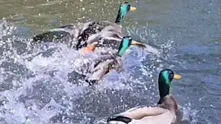 Splish Splash-Mallards Enjoy Time On The Pond!