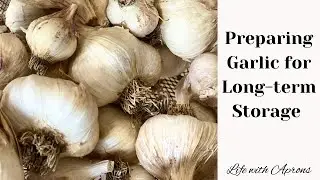 Preparing garlic for long-term storage