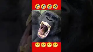 Screaming Gorilla 🤣 