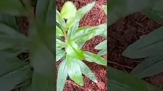 Which leaves 🍃 are these #shorts #youtubeshorts #emmanueltutorials