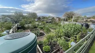 Growing Brussels for a summer harvest