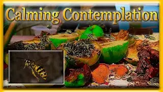 Calming Contemplation - Slowed Wasp Flight Single Camera Angle