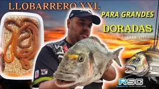 ☑️MANTENER y manipular LLOBARRERO para SURFCASTING
