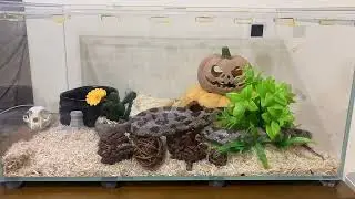 [阿碳] 發情中的碳碳 碳黑玉米蛇