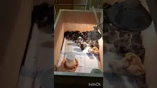 У меня новое пополнение цыплят.