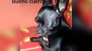 Entrevista a Pikolina