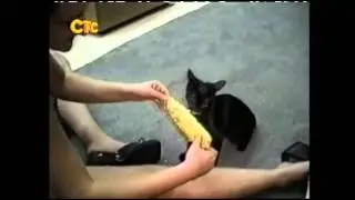 Теле передача 