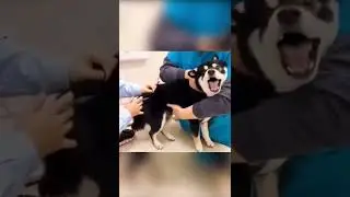 Угарные моменты с животными 🤣🤣🤣