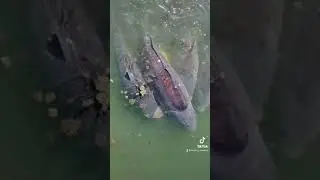Нерест карпа