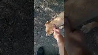 Собака-улыбака сегодня меня первая встретила.
