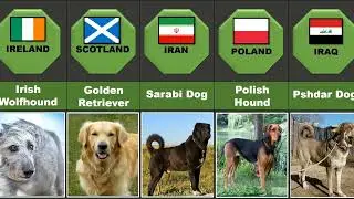 Dog Breeds from Different Countries..