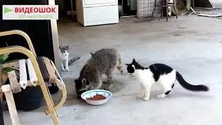 Очень прикольные еноты