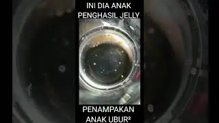 PENAMPAKAN ANAK PENGHASIL JELLY #hewanlucu #shorts #shortyoutube