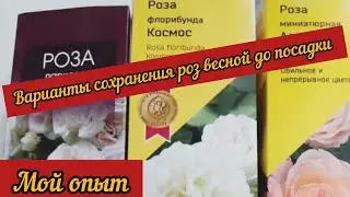 Варианты сохранения роз весной до посадки. Мой опыт.