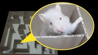 Funny Hamster in  Maze