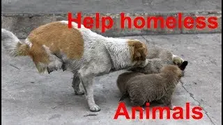 I never had a home. Song about homeless  dogs.+ Рус. титры