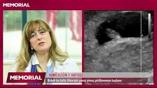 7 haftalık gebelik döneminde  neler oluyor?