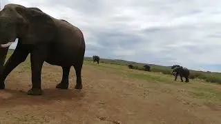 Elephants 01