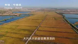 Life in Xinjiang 3: Fields of Hutubi