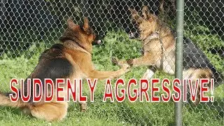 Our German Shepherd Dog is Suddenly Aggressive - Dog Training Advice