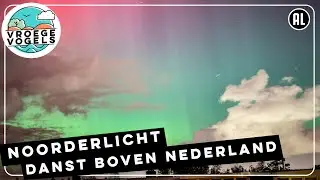 Noorderlicht in Haarlem | Zelf Geschoten | Vroege Vogels