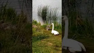 Лебеди
