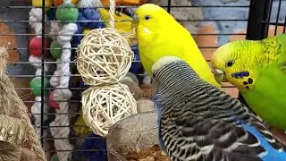 relaxing budgie sounds