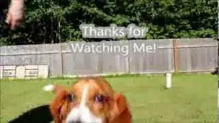 Basset Hound Tricks - Barkley The Basset - Barkley's Moves