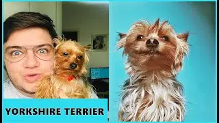 TUDO SOBRE MEU YORKSHIRE TERRIER