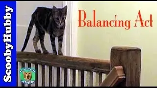 Balancing Act -- Cat Clips #41
