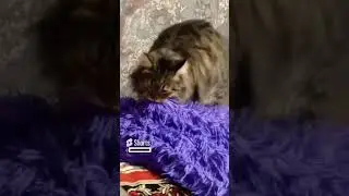 а потом спит будто нечего и не было😸