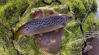 Brown Trout on a sunny spring day.