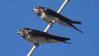 Χελιδόνια