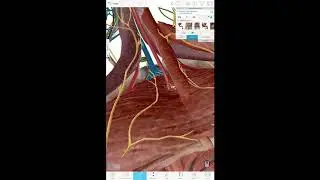 Perineal pouches and perineum