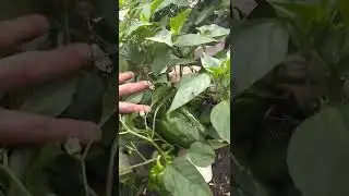 Pepper Trials #6 to #1 (seed variety) 2022 season River's Edge Goat Dairy