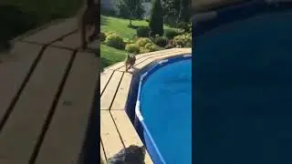 Йорик плавает в бассейне🏊‍♀️🐶🙏❤️👈