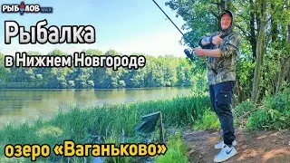 Crucian carp fishing on Lake Vagankovo. Feeder fishing in Nizhny Novgorod.