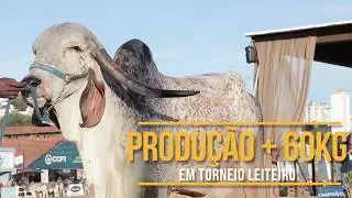 UMA DAS MELHORES VACAS GIR LEITEIRO DA HISTÓRIA
