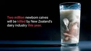 New Zealand's Dairy Industry calving season 2023