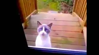 Приколы смех для вас 16 КОТ МУДАК